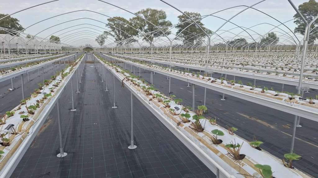 plantation sur sacs Perlite - gaine d'arrosage