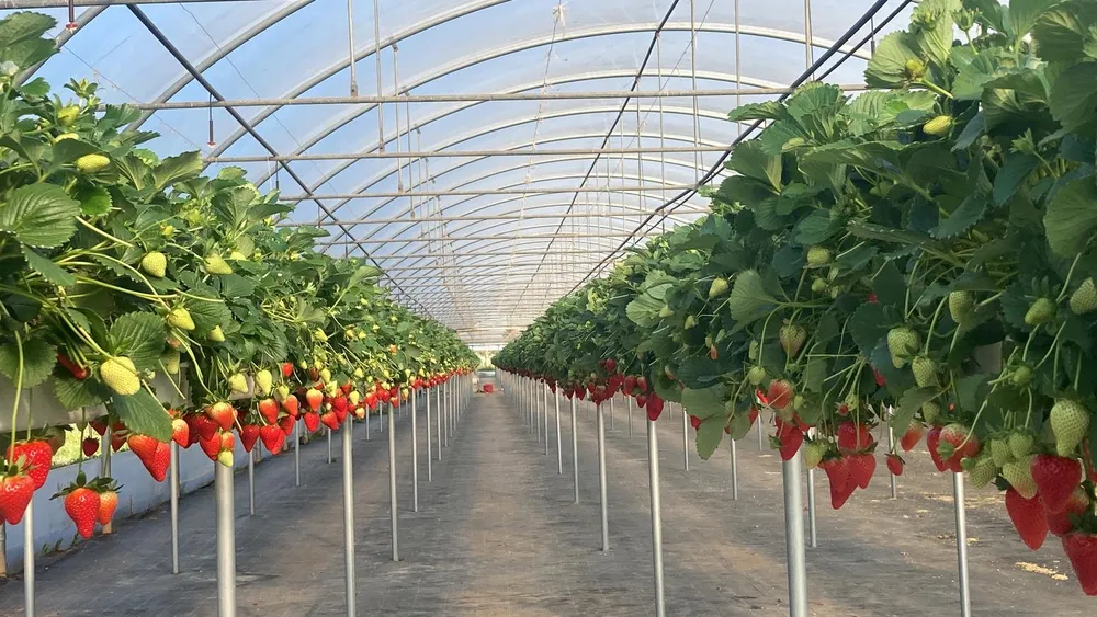 fraises sur perlite
